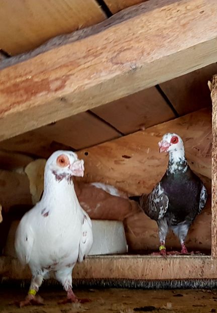  - CARUNCULATI Pentru 2020