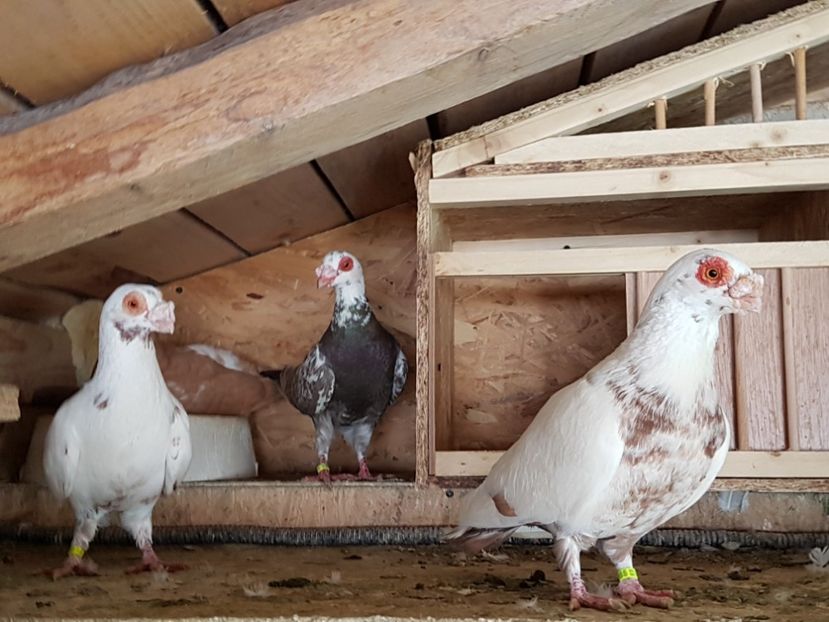  - CARUNCULATI Pentru 2020