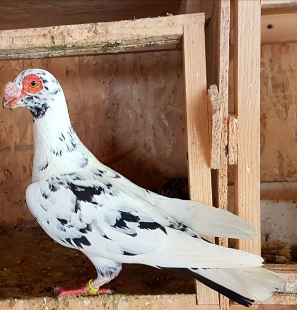  - CARUNCULATI Pentru 2020