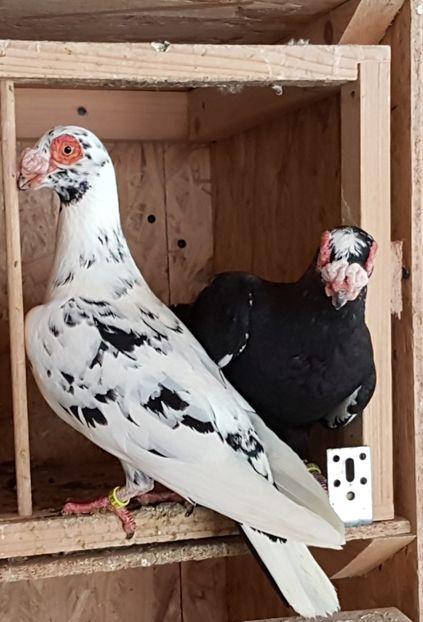  - CARUNCULATI Pentru 2020