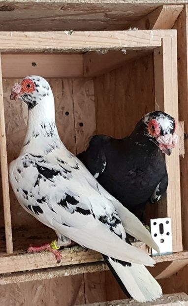  - CARUNCULATI Pentru 2020