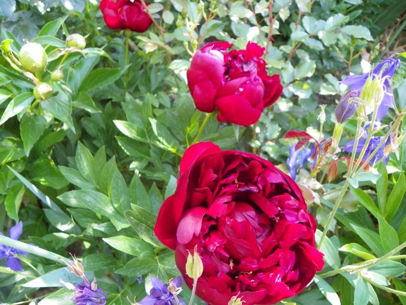 14 mai (35) - Bujori 2018