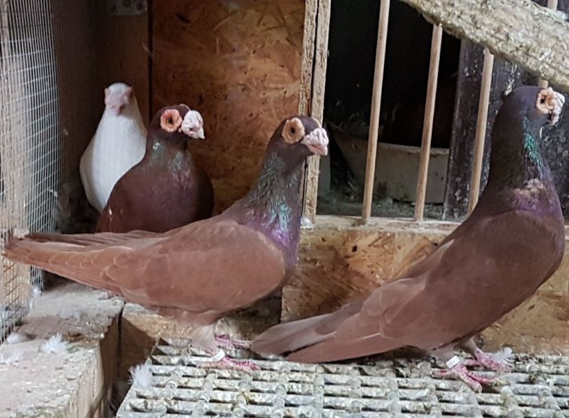  - CARUNCULATI Pentru 2020