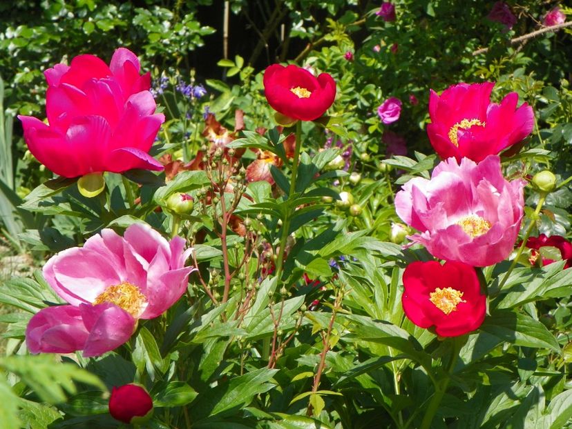 Scarlet o'Hara - Bujori 2018