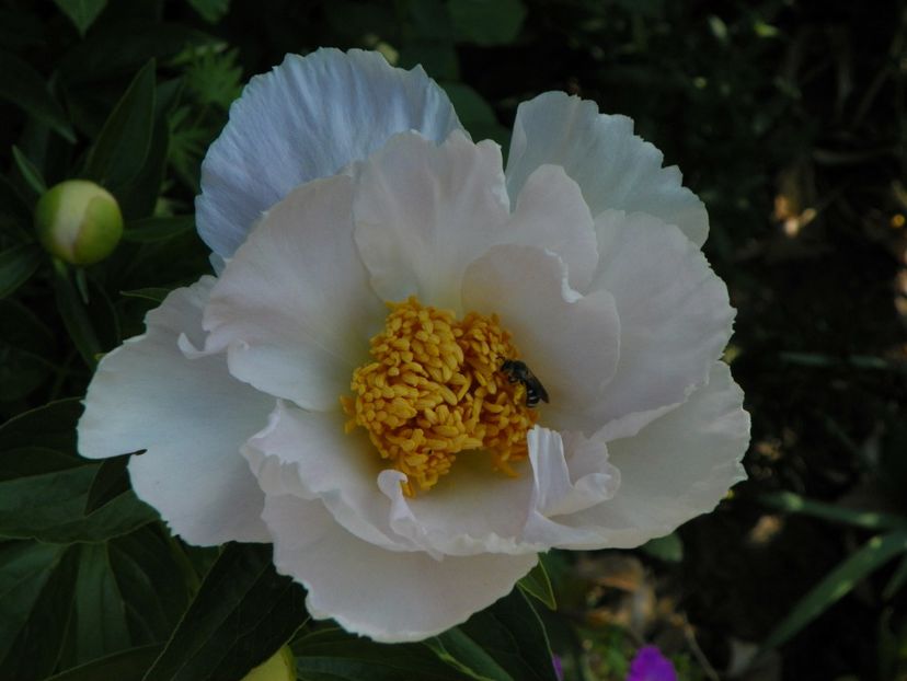 Krinkled White - Bujori 2018
