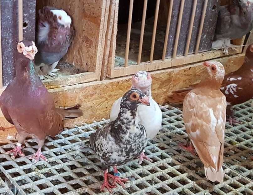  - CARUNCULATI Pentru 2020