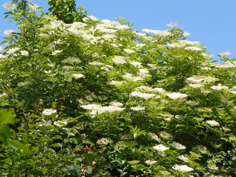 14 mai (139) - Copacei si arbusti 2018