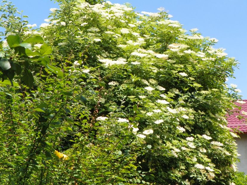 14 mai (140) - Copacei si arbusti 2018