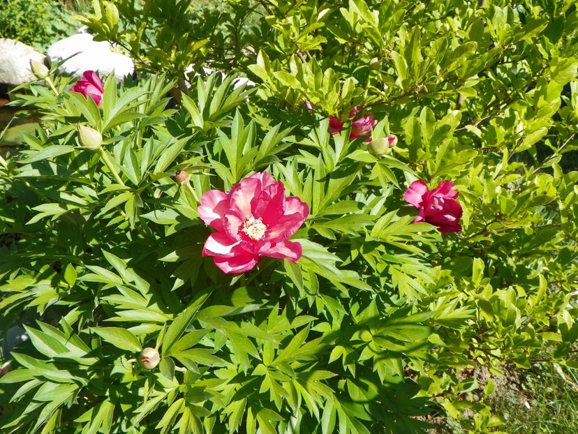14 mai (15) - Bujori arbustivi si itoh 2018