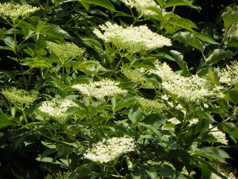 14 mai (141) - Copacei si arbusti 2018