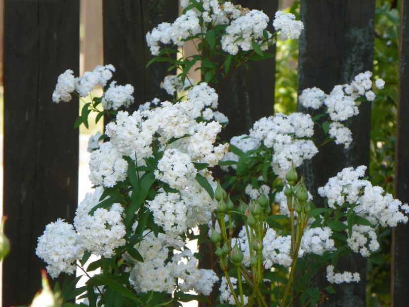 14 mai (175) - Copacei si arbusti 2018