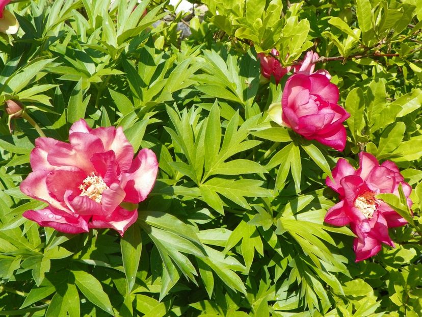 14 mai (133) - Bujori arbustivi si itoh 2018