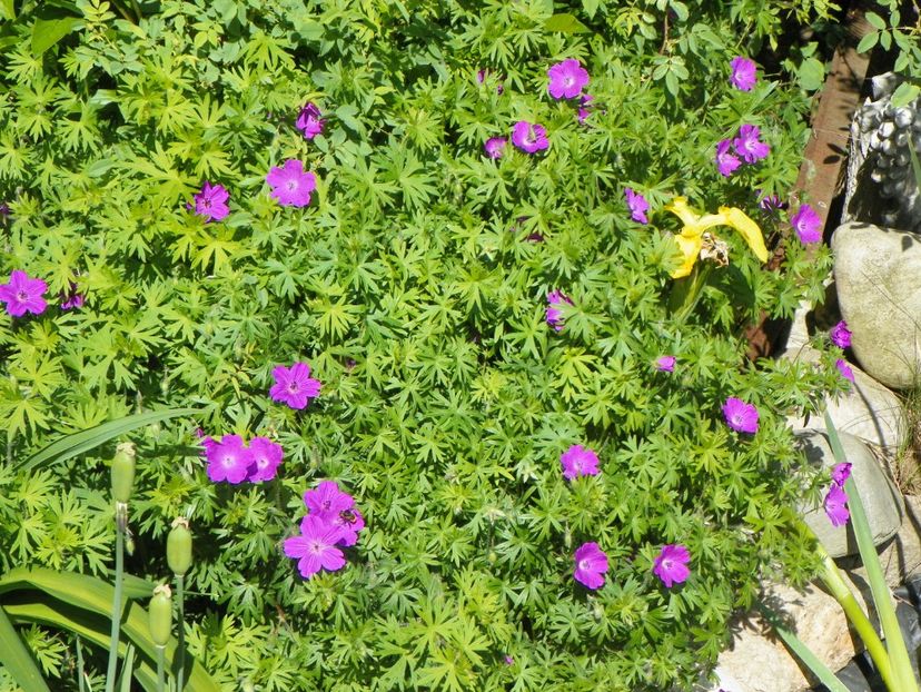 14 mai (19) - Geranium 2018