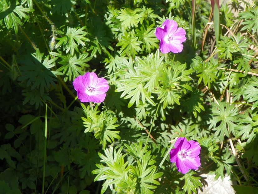 14 mai (20) - Geranium 2018