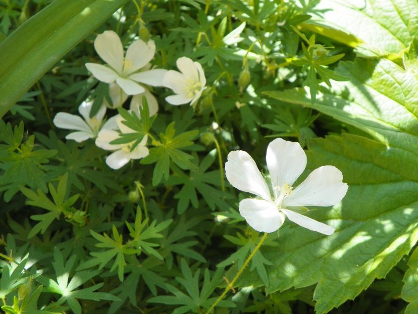 14 mai (69) - Geranium 2018