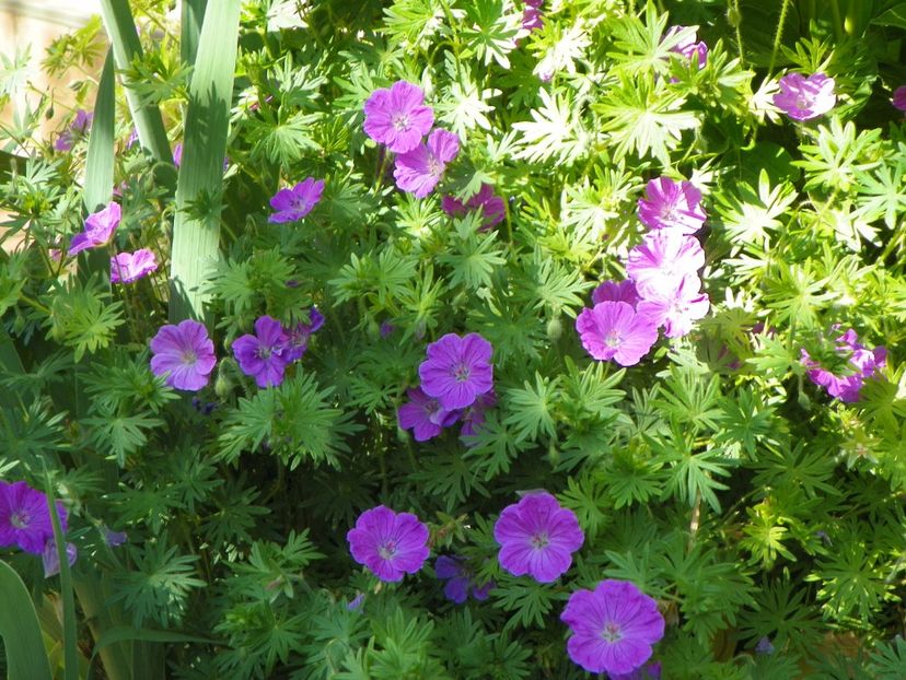 14 mai (102) - Geranium 2018