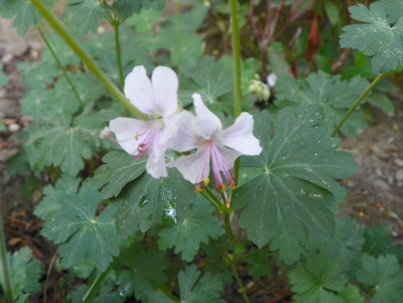 14 mai (144) - Geranium 2018