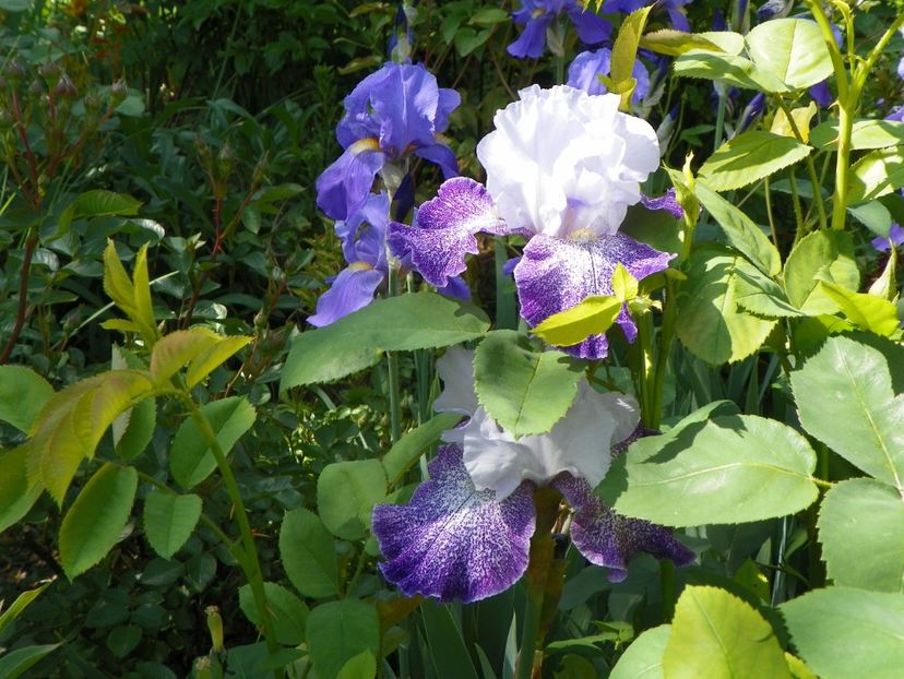 14 mai (5) - Irisi 2018