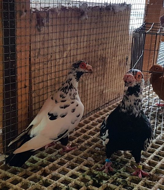  - CARUNCULATI Pentru 2020