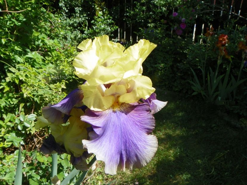 14 mai (31) - Irisi 2018