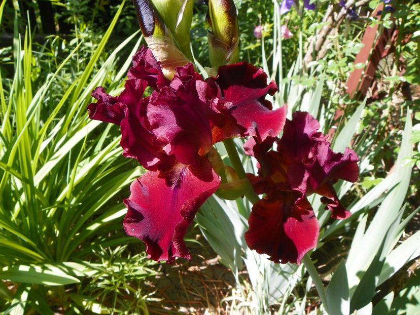 14 mai (59) - Irisi 2018