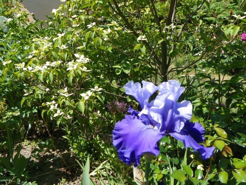 14 mai (76) - Irisi 2018