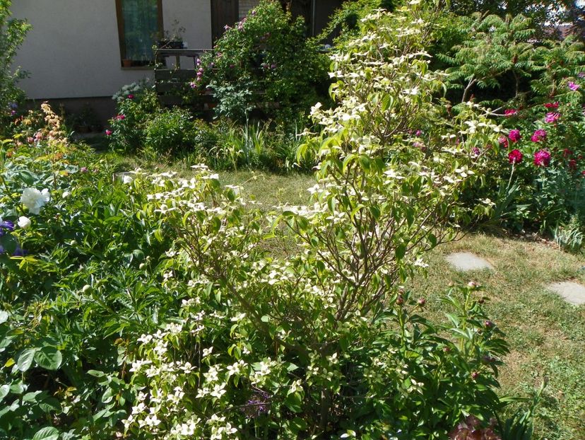 14 mai (88) - Gradina 2018