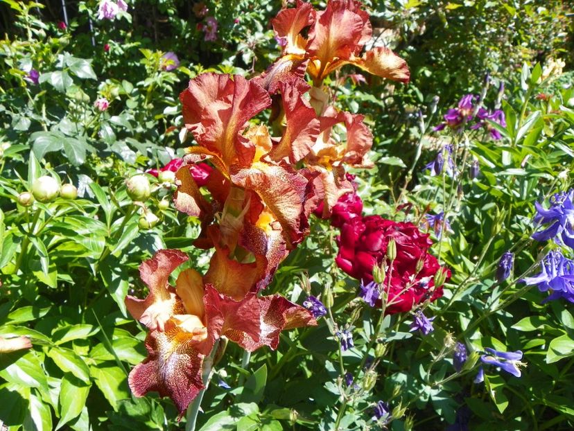 14 mai (79) - Irisi 2018