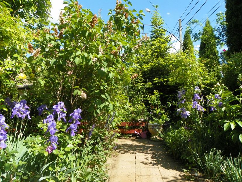 14 mai (100) - Gradina 2018