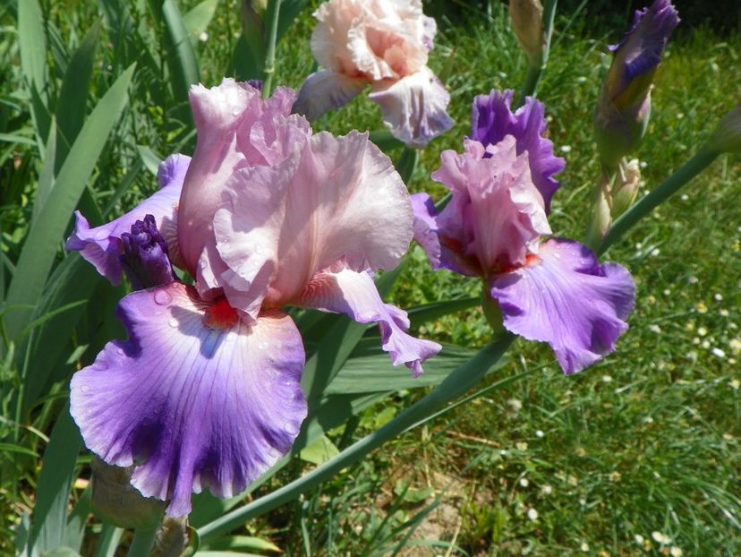 14 mai (110) - Irisi 2018