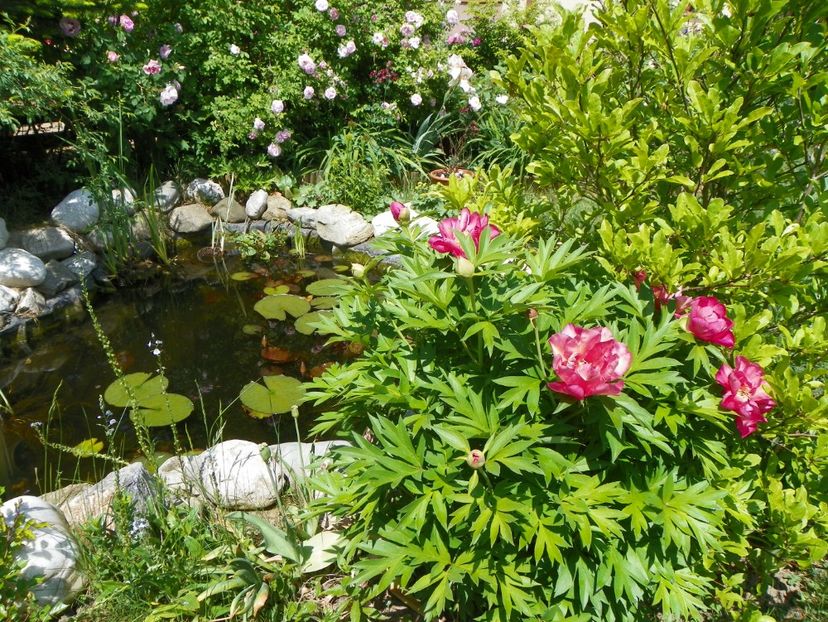 14 mai (112) - Gradina 2018