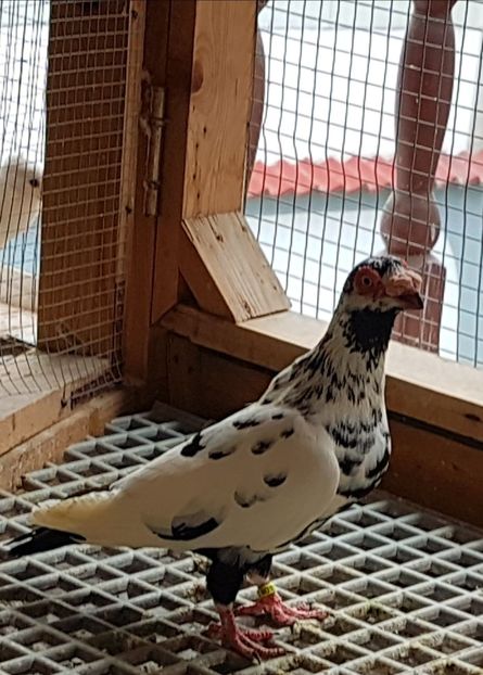  - CARUNCULATI Pentru 2020