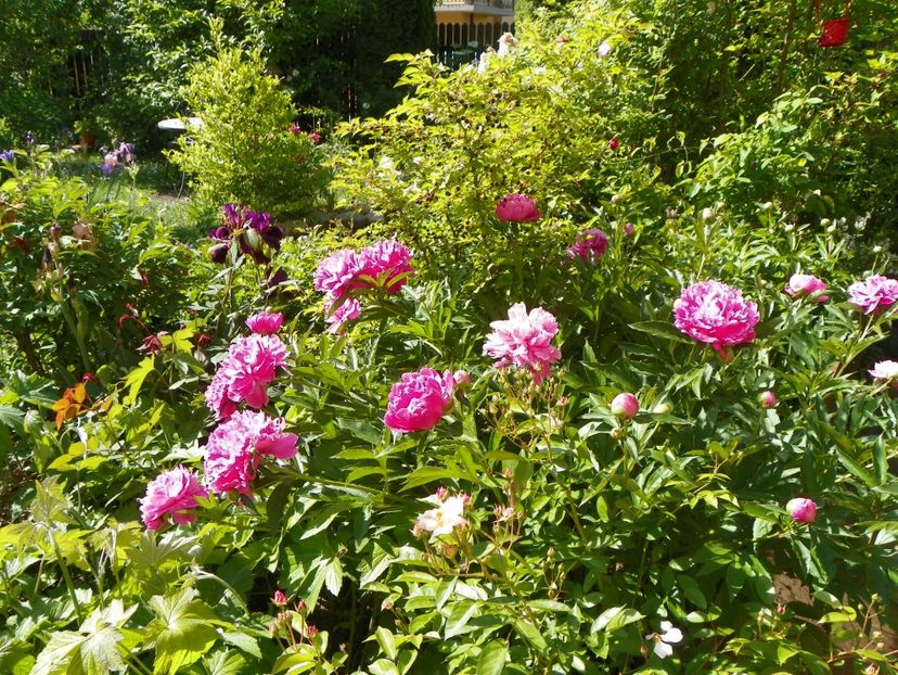 14 mai (199) - Gradina 2018