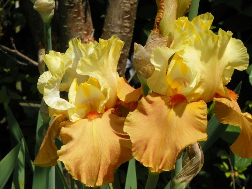 14 mai (118) - Irisi 2018