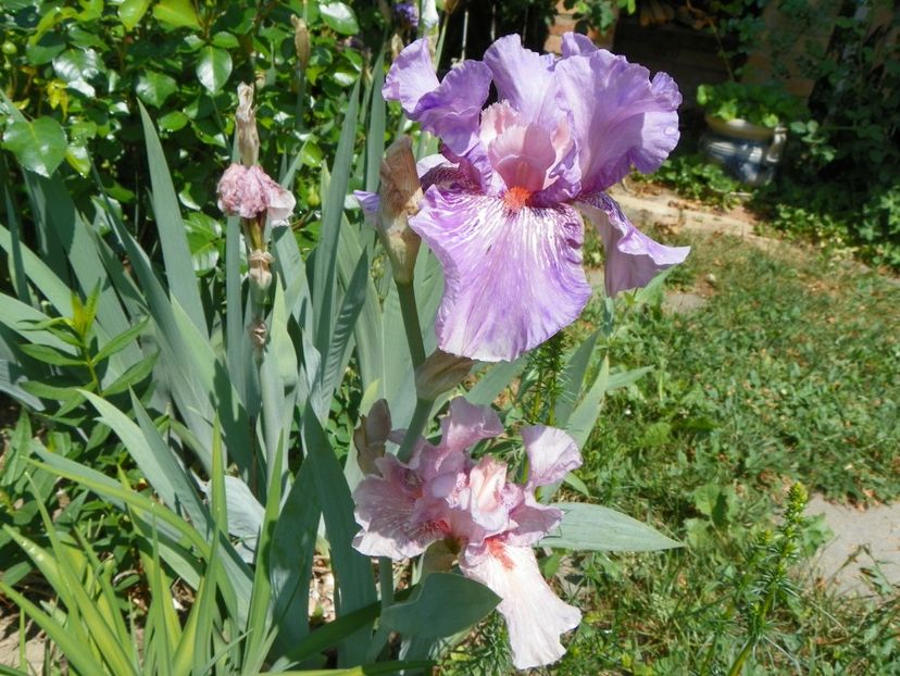 14 mai (120) - Irisi 2018