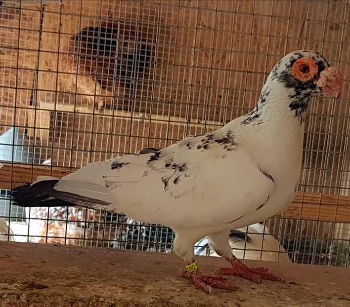  - CARUNCULATI Pentru 2020