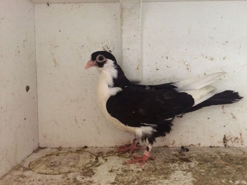 59 - 1-Lot zbor 2018