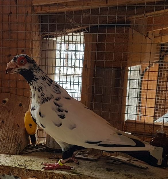  - CARUNCULATI Pentru 2020