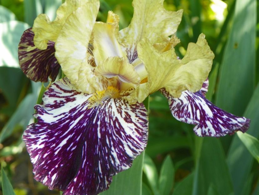 14 mai (163) - Irisi 2018