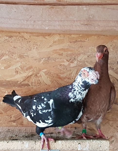  - CARUNCULATI Pentru 2020