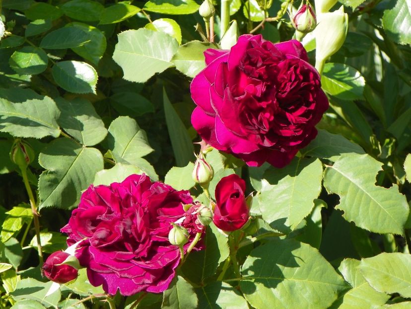 14 mai (3) - Trandafiri 2018 1