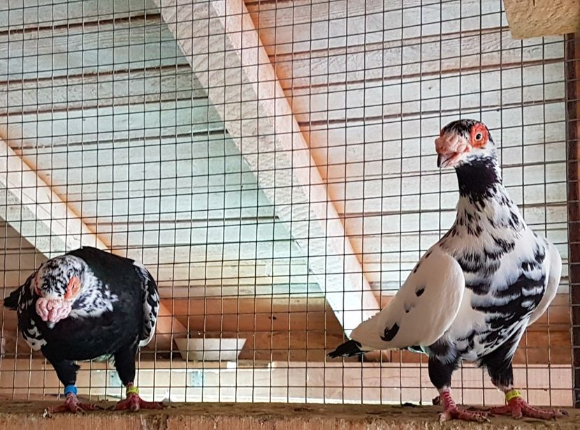  - CARUNCULATI Pentru 2020