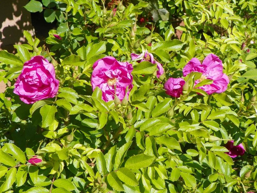 14 mai (67) - Trandafiri 2018 1