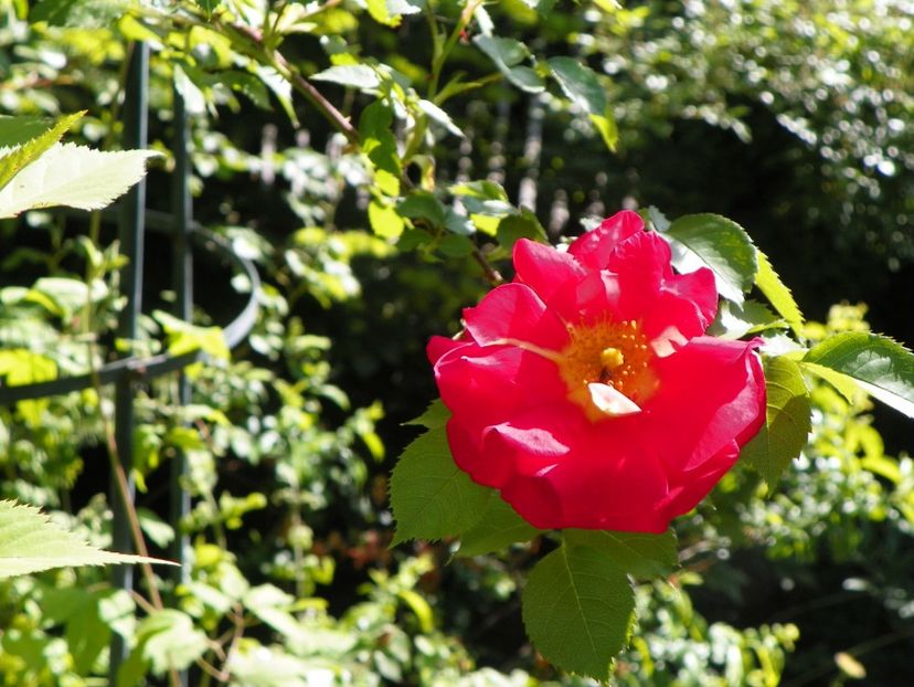 14 mai (82) - Trandafiri 2018 1