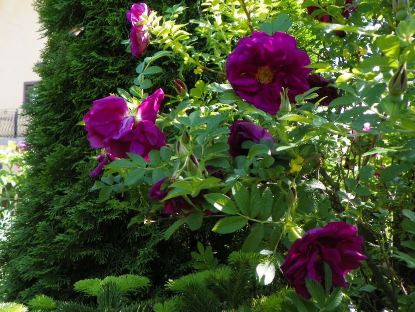 14 mai (83) - Trandafiri 2018 1