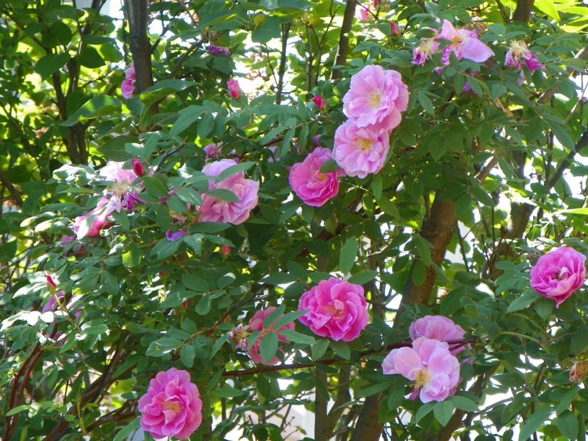 14 mai (84) - Trandafiri 2018 1