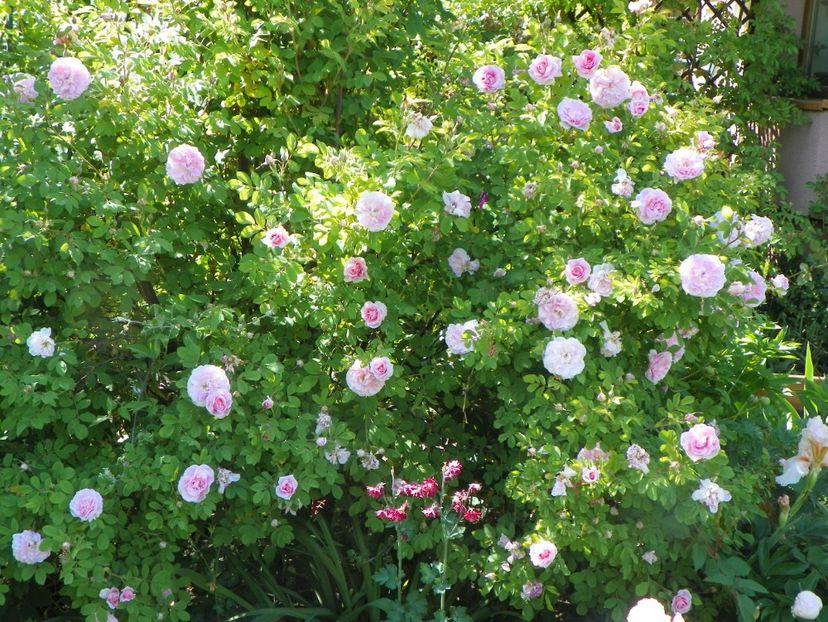 14 mai (93) - Trandafiri 2018 1