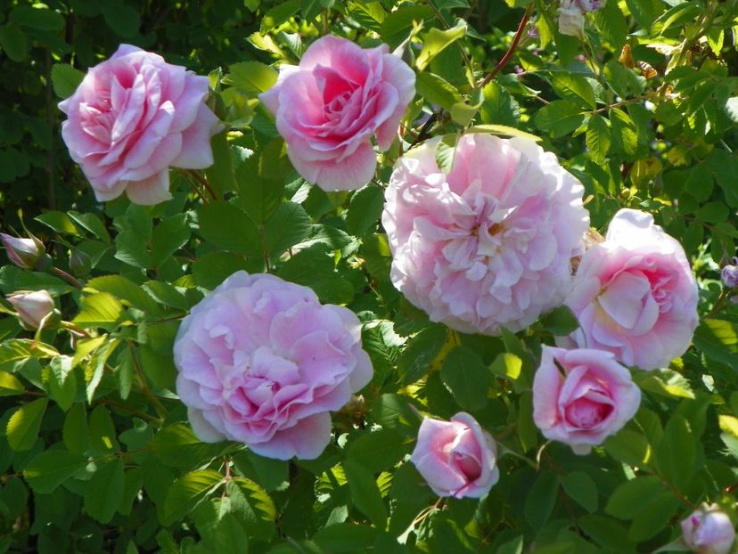 14 mai (94) - Trandafiri 2018 1