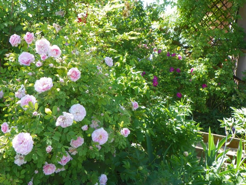 14 mai (95) - Trandafiri 2018 1