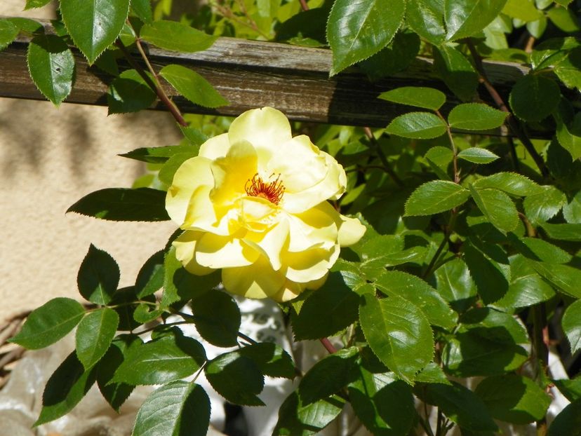 14 mai (103) - Trandafiri 2018 1